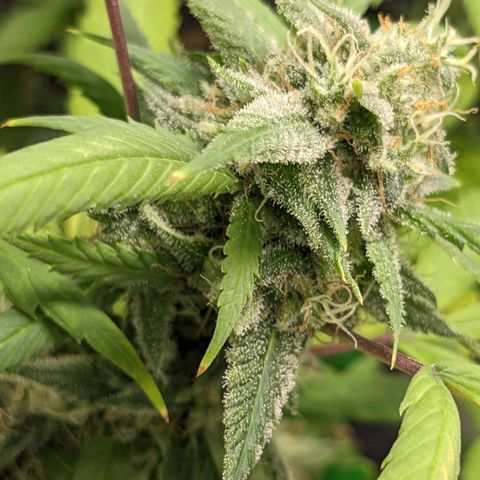 Super lemon haze, permanent marker, tropical bluecherry punch, & nutter butter growlog timeline photo