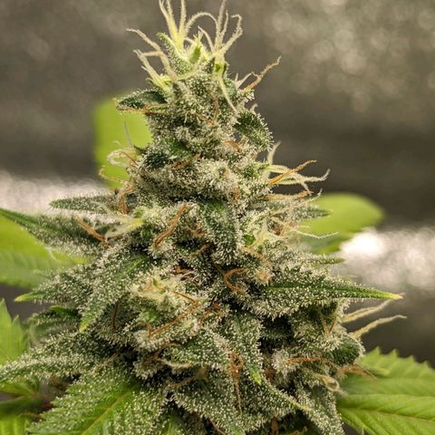 Super lemon haze, permanent marker, tropical bluecherry punch, & nutter butter growlog timeline photo