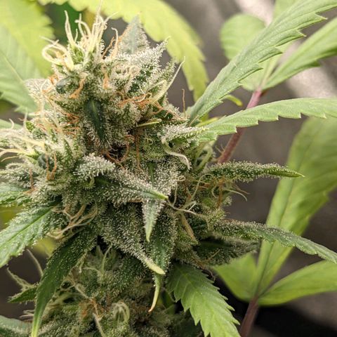 Super lemon haze, permanent marker, tropical bluecherry punch, & nutter butter growlog timeline photo