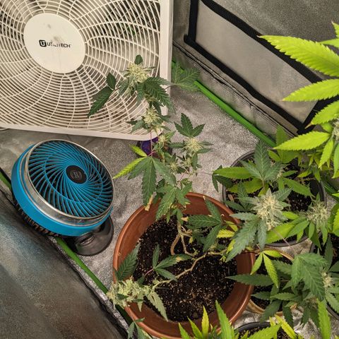 Super lemon haze, permanent marker, tropical bluecherry punch, & nutter butter growlog timeline photo