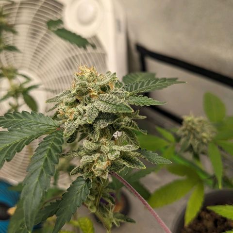 Super lemon haze, permanent marker, tropical bluecherry punch, & nutter butter growlog timeline photo