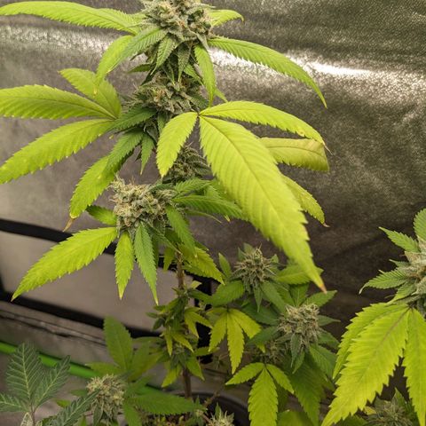 Super lemon haze, permanent marker, tropical bluecherry punch, & nutter butter growlog timeline photo