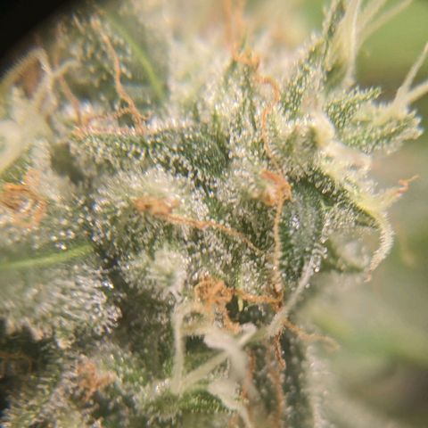 Super lemon haze, permanent marker, tropical bluecherry punch, & nutter butter growlog timeline photo