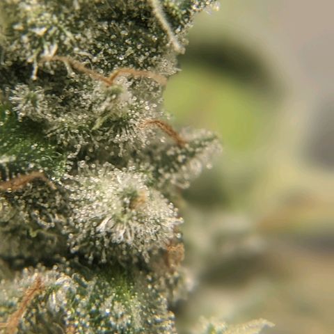 Super lemon haze, permanent marker, tropical bluecherry punch, & nutter butter growlog timeline photo