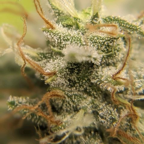 Super lemon haze, permanent marker, tropical bluecherry punch, & nutter butter growlog timeline photo
