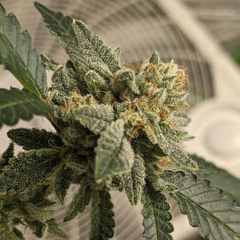 Super lemon haze, permanent marker, tropical bluecherry punch, & nutter butter growlog timeline photo