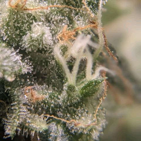 Super lemon haze, permanent marker, tropical bluecherry punch, & nutter butter growlog timeline photo