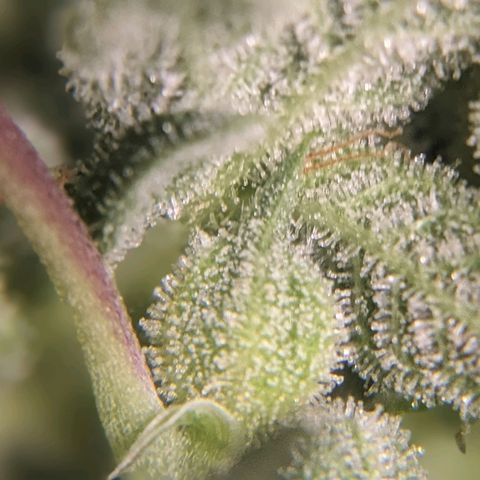 Super lemon haze, permanent marker, tropical bluecherry punch, & nutter butter growlog timeline photo
