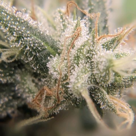 Super lemon haze, permanent marker, tropical bluecherry punch, & nutter butter growlog timeline photo