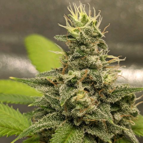 Super lemon haze, permanent marker, tropical bluecherry punch, & nutter butter growlog timeline photo