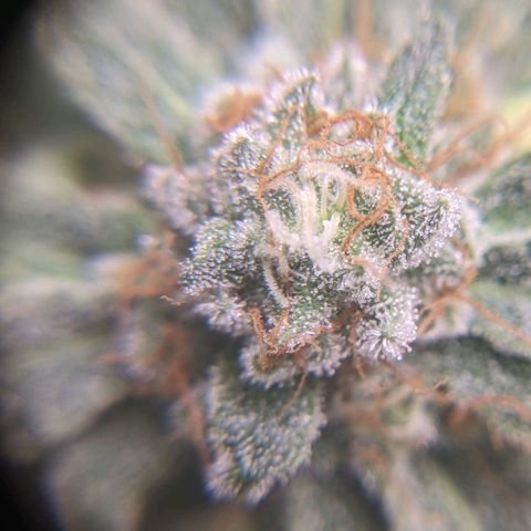 Super lemon haze, permanent marker, tropical bluecherry punch, & nutter butter growlog timeline photo