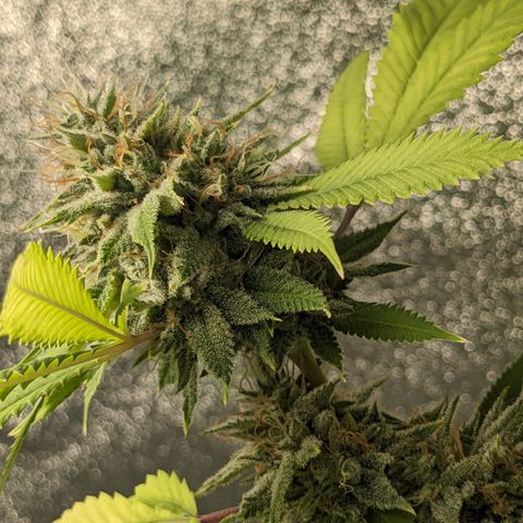 Super lemon haze, permanent marker, tropical bluecherry punch, & nutter butter growlog timeline photo
