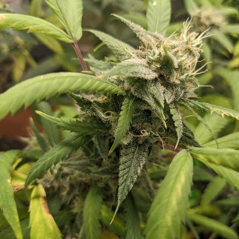 Super lemon haze, permanent marker, tropical bluecherry punch, & nutter butter growlog timeline photo