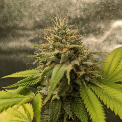 Super lemon haze, permanent marker, tropical bluecherry punch, & nutter butter growlog timeline photo