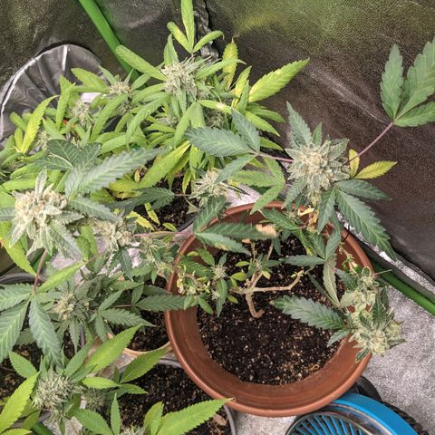 Super lemon haze, permanent marker, tropical bluecherry punch, & nutter butter growlog timeline photo