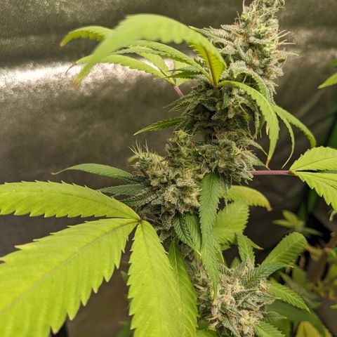 Super lemon haze, permanent marker, tropical bluecherry punch, & nutter butter growlog timeline photo