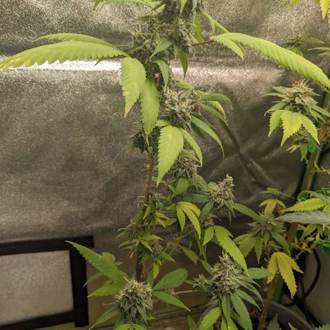 Super lemon haze, permanent marker, tropical bluecherry punch, & nutter butter growlog timeline photo