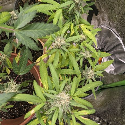 Super lemon haze, permanent marker, tropical bluecherry punch, & nutter butter growlog timeline photo