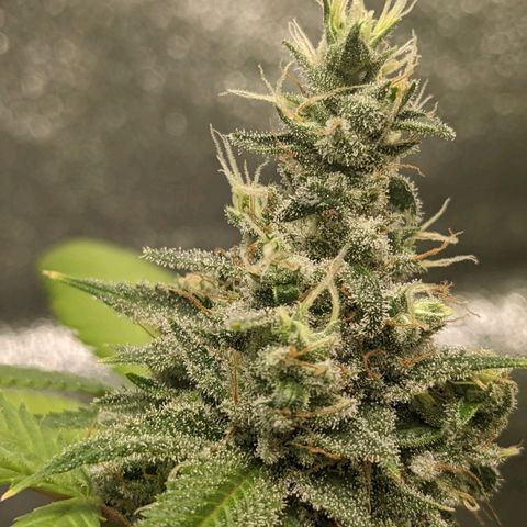 Super lemon haze, permanent marker, tropical bluecherry punch, & nutter butter growlog timeline photo