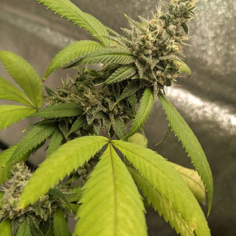 Super lemon haze, permanent marker, tropical bluecherry punch, & nutter butter growlog timeline photo
