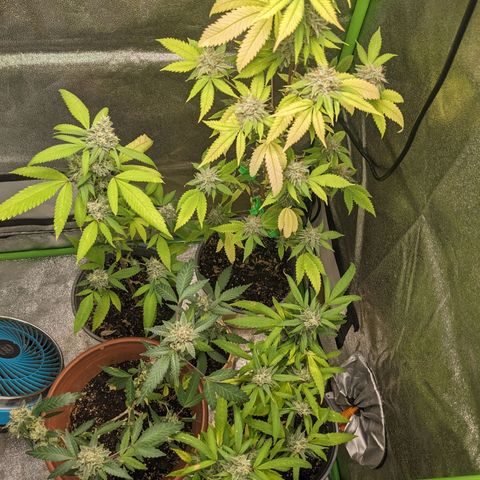 Super lemon haze, permanent marker, tropical bluecherry punch, & nutter butter growlog timeline photo