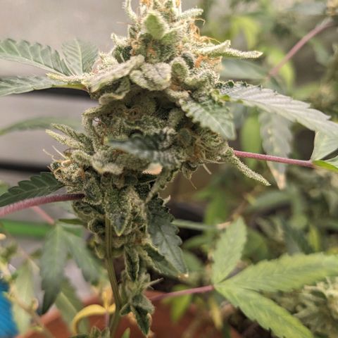 Super lemon haze, permanent marker, tropical bluecherry punch, & nutter butter growlog timeline photo