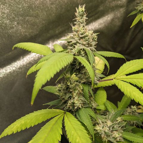 Super lemon haze, permanent marker, tropical bluecherry punch, & nutter butter growlog timeline photo