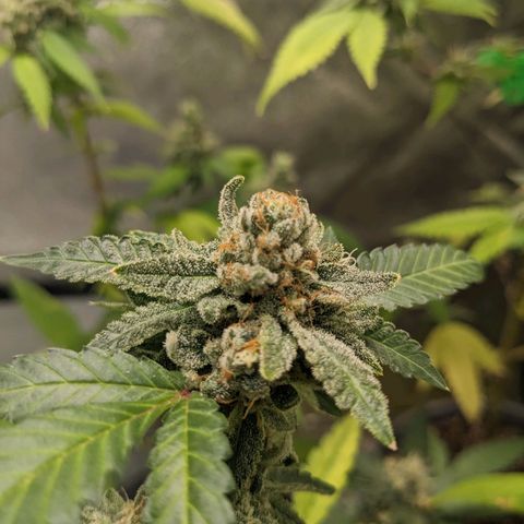 Super lemon haze, permanent marker, tropical bluecherry punch, & nutter butter growlog timeline photo