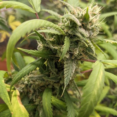 Super lemon haze, permanent marker, tropical bluecherry punch, & nutter butter growlog timeline photo