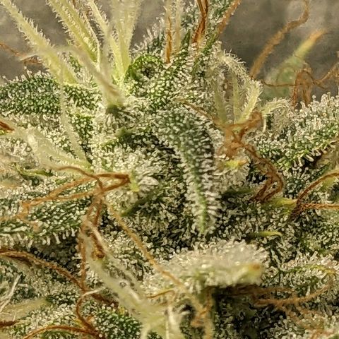 Super lemon haze, permanent marker, tropical bluecherry punch, & nutter butter growlog timeline photo