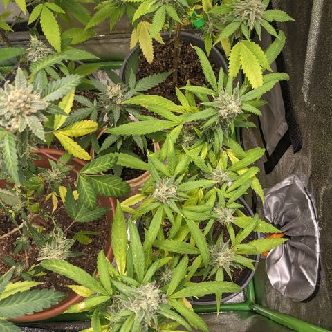 Super lemon haze, permanent marker, tropical bluecherry punch, & nutter butter growlog timeline photo