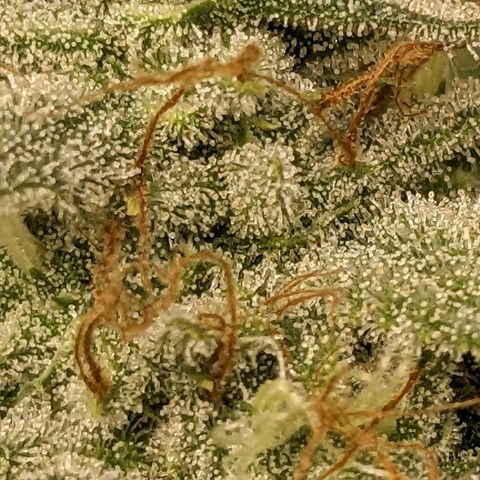Super lemon haze, permanent marker, tropical bluecherry punch, & nutter butter growlog timeline photo