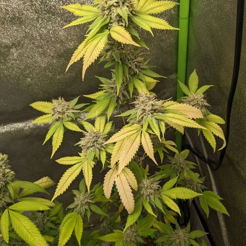 Super lemon haze, permanent marker, tropical bluecherry punch, & nutter butter growlog timeline photo