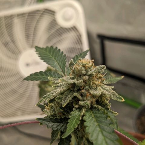 Super lemon haze, permanent marker, tropical bluecherry punch, & nutter butter growlog timeline photo