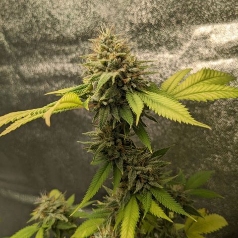 Super lemon haze, permanent marker, tropical bluecherry punch, & nutter butter growlog timeline photo