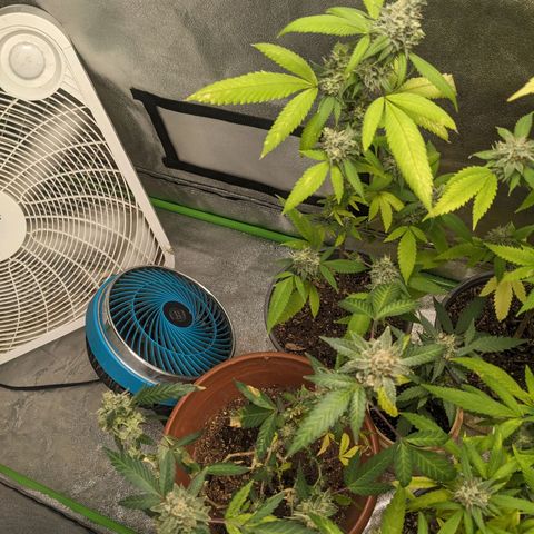 Super lemon haze, permanent marker, tropical bluecherry punch, & nutter butter growlog timeline photo