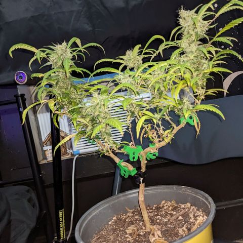Super lemon haze, permanent marker, tropical bluecherry punch, & nutter butter growlog timeline photo