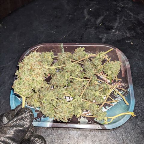 Super lemon haze, permanent marker, tropical bluecherry punch, & nutter butter growlog timeline photo
