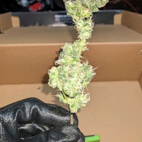 Super lemon haze, permanent marker, tropical bluecherry punch, & nutter butter growlog timeline photo