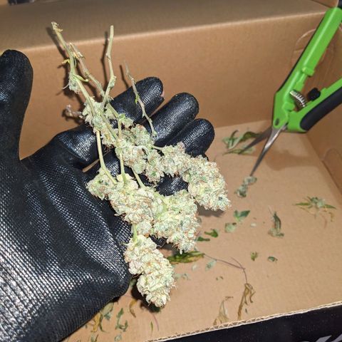 Super lemon haze, permanent marker, tropical bluecherry punch, & nutter butter growlog timeline photo