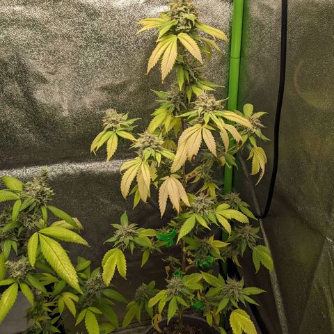 Super lemon haze, permanent marker, tropical bluecherry punch, & nutter butter growlog timeline photo
