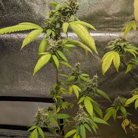 Super lemon haze, permanent marker, tropical bluecherry punch, & nutter butter growlog timeline photo