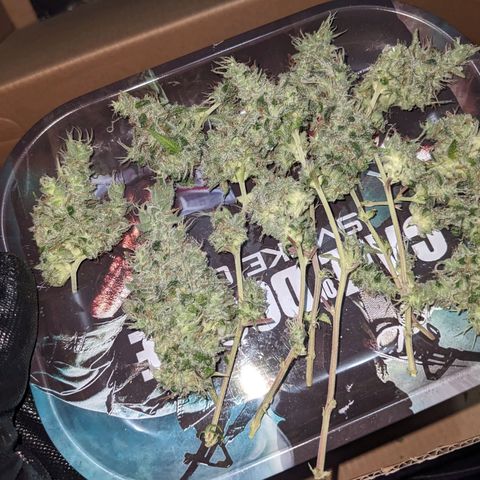 Super lemon haze, permanent marker, tropical bluecherry punch, & nutter butter growlog timeline photo