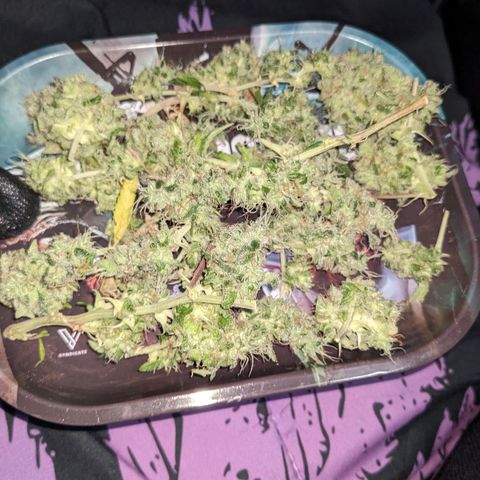 Super lemon haze, permanent marker, tropical bluecherry punch, & nutter butter growlog timeline photo