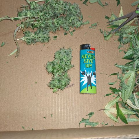 Super lemon haze, permanent marker, tropical bluecherry punch, & nutter butter growlog timeline photo