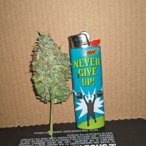 Super lemon haze, permanent marker, tropical bluecherry punch, & nutter butter growlog timeline photo