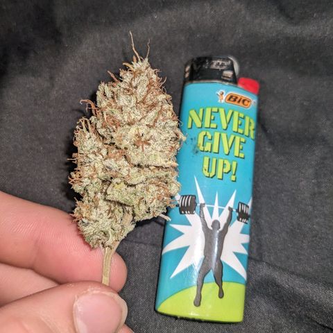 Super lemon haze, permanent marker, tropical bluecherry punch, & nutter butter growlog timeline photo