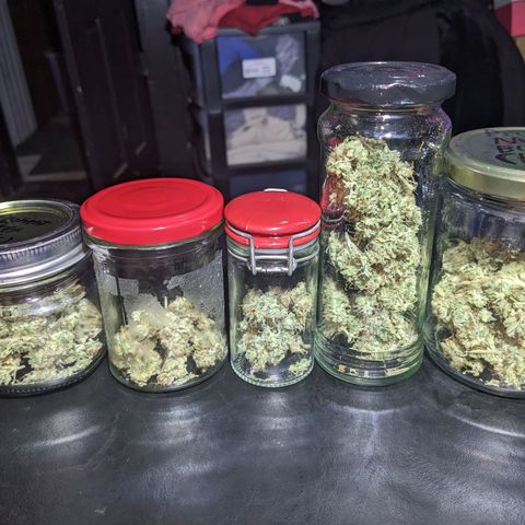 Super lemon haze, permanent marker, tropical bluecherry punch, & nutter butter growlog timeline photo