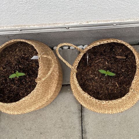 Xtreme Haze (Amnesia x Super Haze) growlog timeline photo