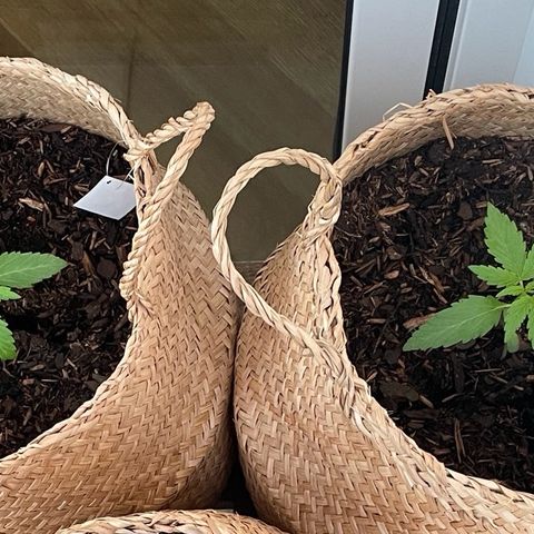 Xtreme Haze (Amnesia x Super Haze) growlog timeline photo